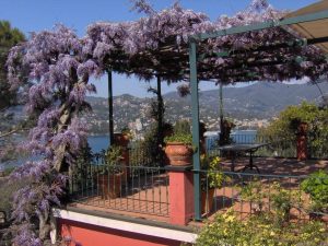 inspiration-pergola-metal-sur-balcon-avec-glycine-tombante
